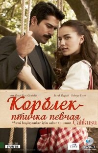 Королек птичка певчая турецкий сериал